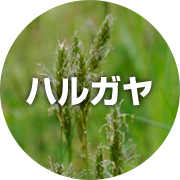 16種類の花粉 Daikinストリーマ研究所 ダイキン工業株式会社
